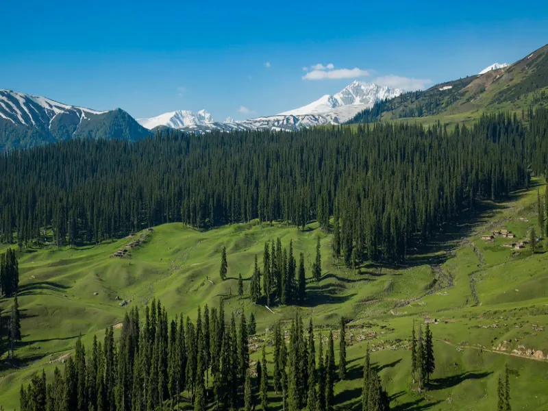 Doodhpathri pine forest bowl