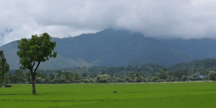 Lolab Valley green paddy fields