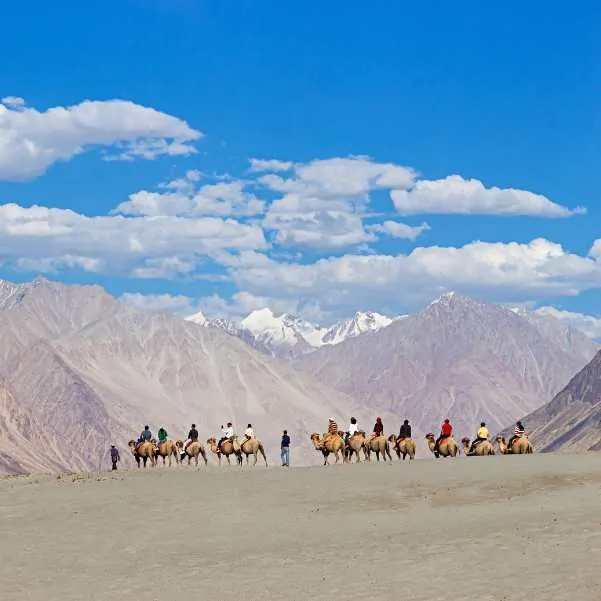 Double-humped Bactrian camel caravan on Hunder sand dunes in Nubra Valley