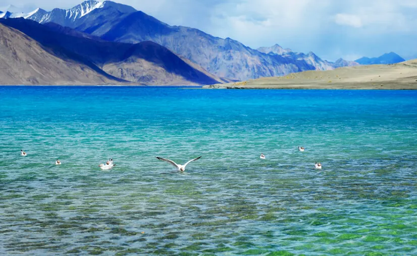 Tso Moriri high-altitude saltwater lake with waterfowl under blue skies