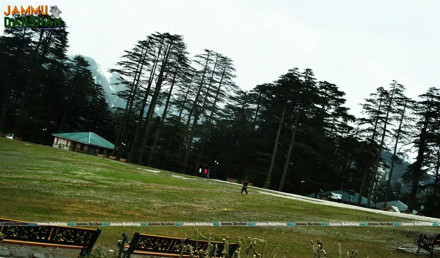 Patnitop giant deodar cedar park